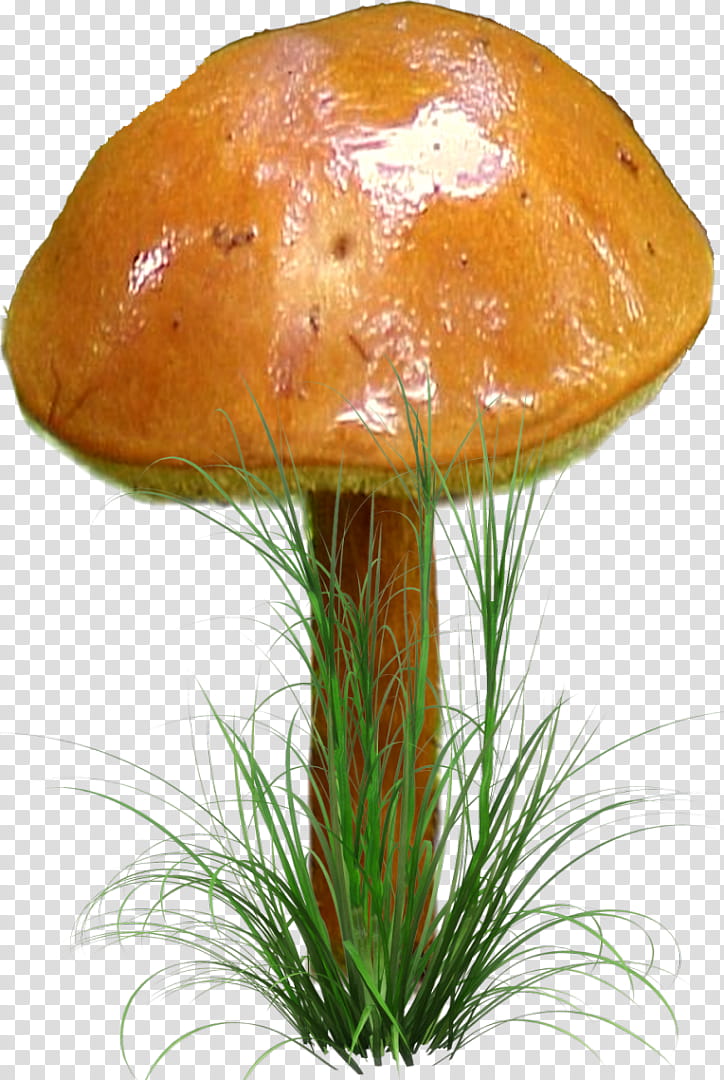 Mushroom, Fungus, Penny Bun, Drawing, Edible Mushroom, Bolete, Grass, Ingredient transparent background PNG clipart