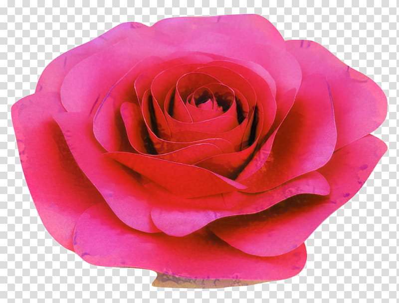 Pink Flower, Garden Roses, Cabbage Rose, Floribunda, Cut Flowers, Petal, Shoeblackplant, Hybrid Tea Rose transparent background PNG clipart