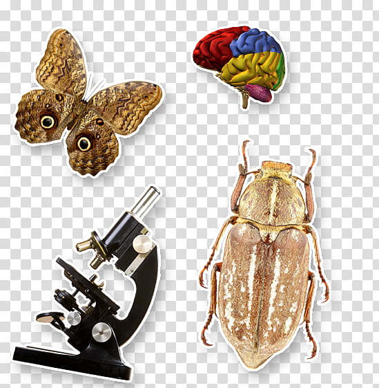 Cartoon School, Biology, Unified State Exam, School
, Perm, Insect, Tutor, Cram School transparent background PNG clipart