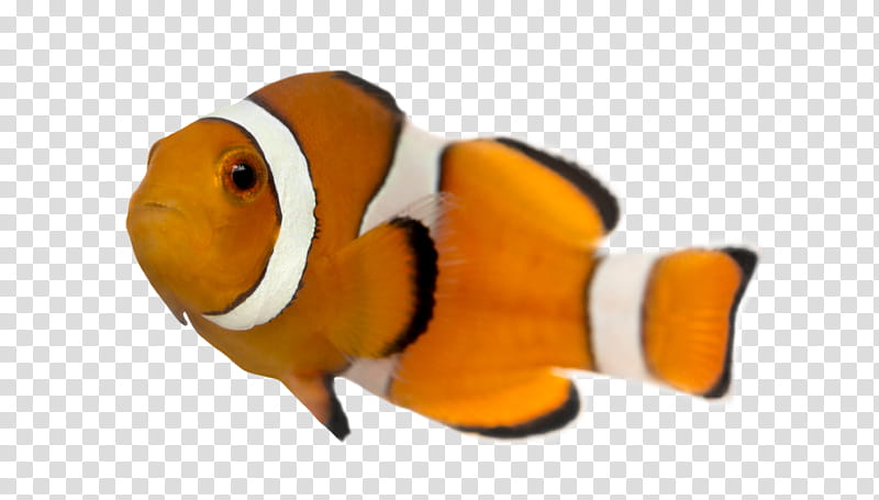 Fish , brown and white striped clown fish transparent background PNG clipart