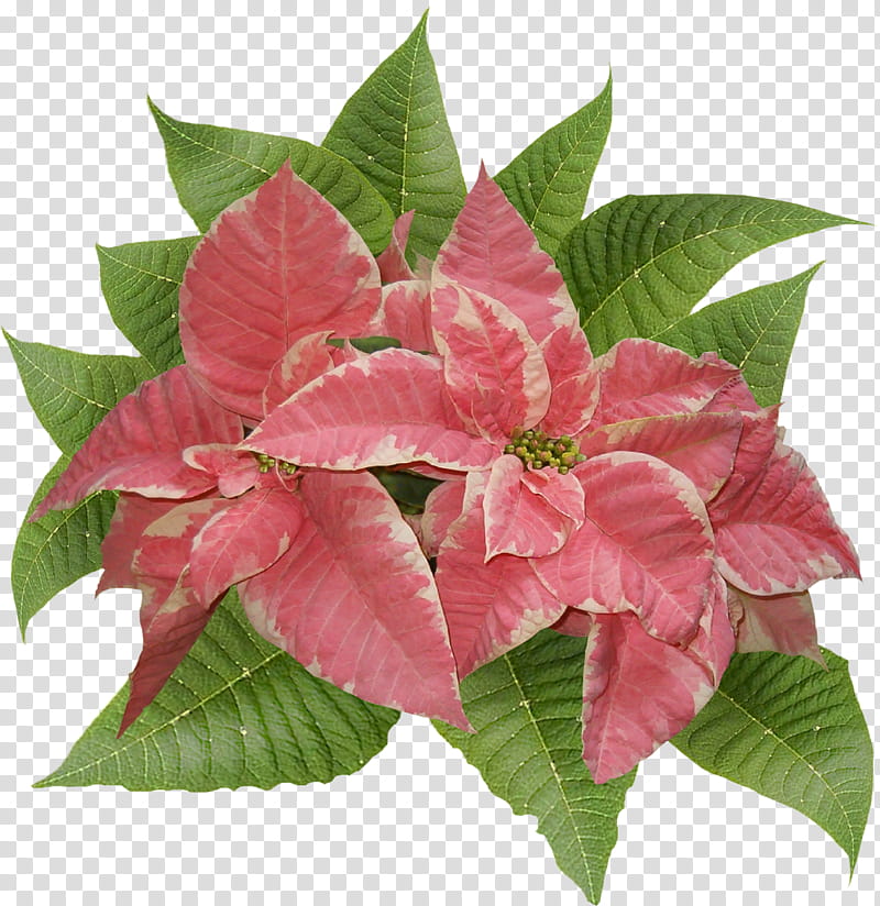 Pointsettia, pink-petaled flower transparent background PNG clipart