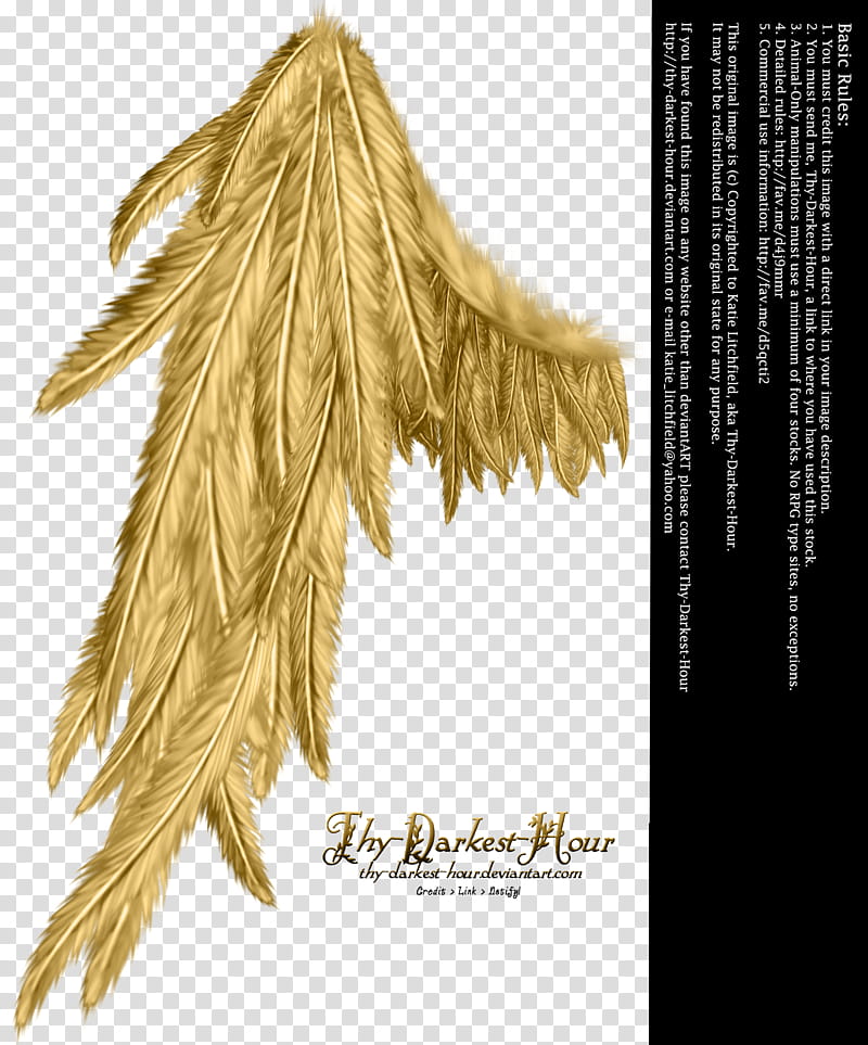 Draped Wing Golden, Fly Darkest Hour wing transparent background PNG clipart