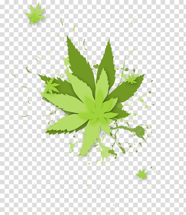 Family Tree Drawing, Leaf, Cannabis, Cannabis Ruderalis, Hemp, Skunk, Autoflowering Cannabis, Medical Cannabis transparent background PNG clipart