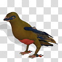 Spore creature Red Headed Trogon female transparent background PNG clipart