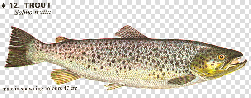 Fish , trout illustration transparent background PNG clipart