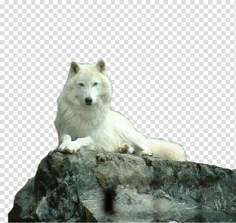 Wolf White , white wolf lying prone on rock transparent background PNG clipart