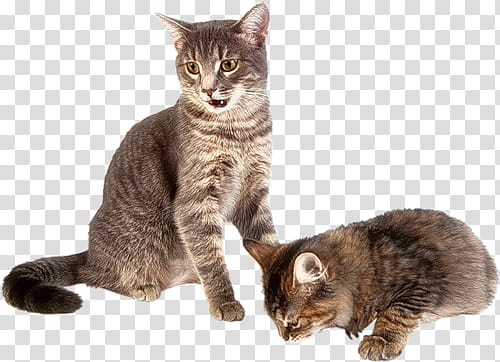 High Quality  Cats , two sitting black tab transparent background PNG clipart