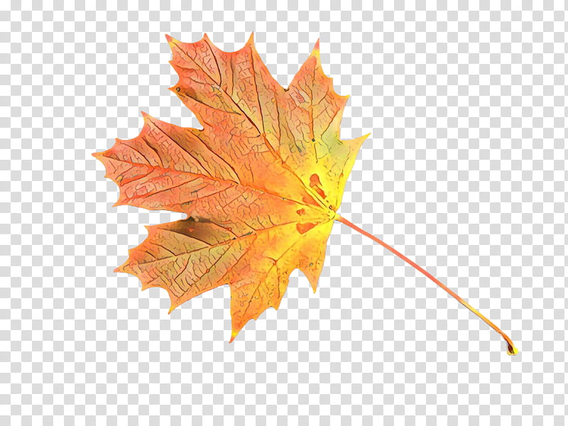 Canada Maple Leaf, Flag Of Canada, Red Maple, Plane Trees, Norway Maple, Tshirt, Sycamore Maple, Striped Maple transparent background PNG clipart