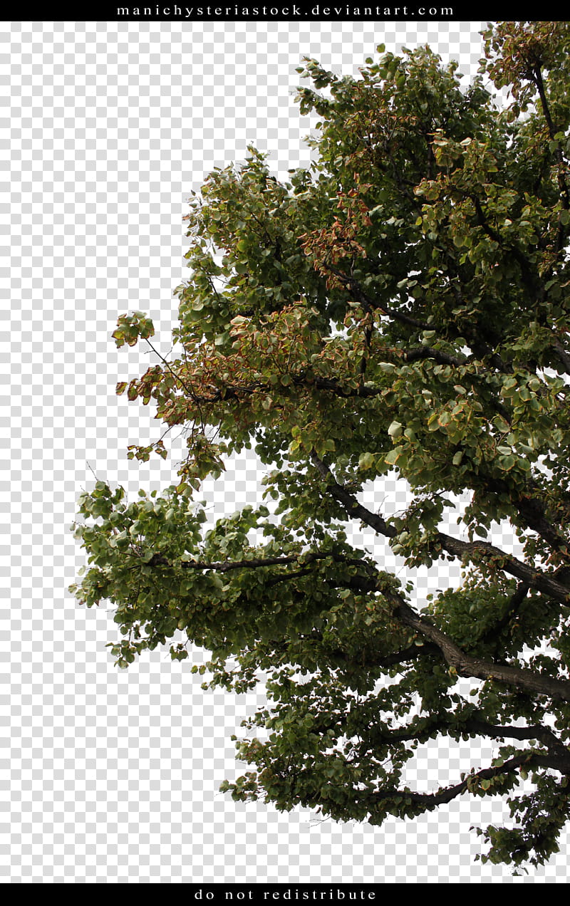 Green Foliage Cut Out , green-leafed tree during daytime transparent background PNG clipart