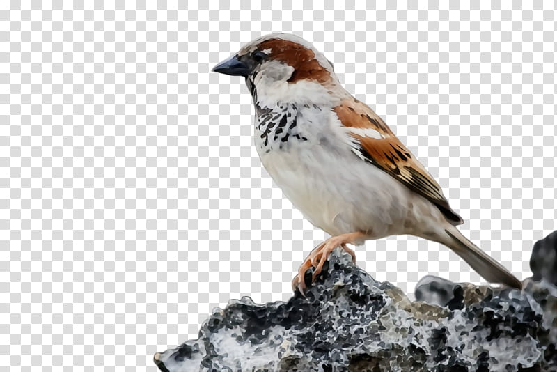 bird house sparrow sparrow beak songbird, Watercolor, Paint, Wet Ink, Perching Bird, Finch, Brambling transparent background PNG clipart