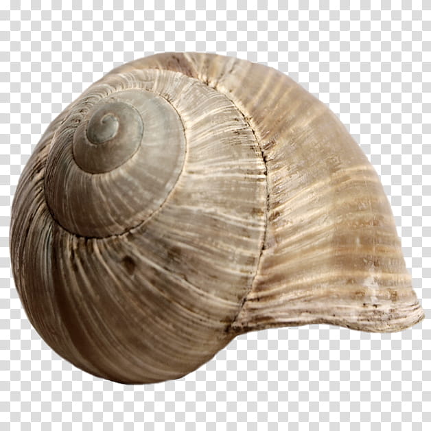 Snail Shell, brown shell close-up transparent background PNG clipart