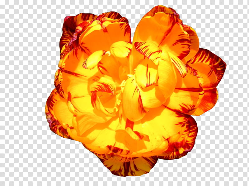 Summer, yellow and red flower illustration transparent background PNG clipart