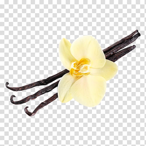 Vanilla Flower, Flavor, Vanilla Extract, Flavored Milk, Taste, Food, Cake, Sweetness transparent background PNG clipart