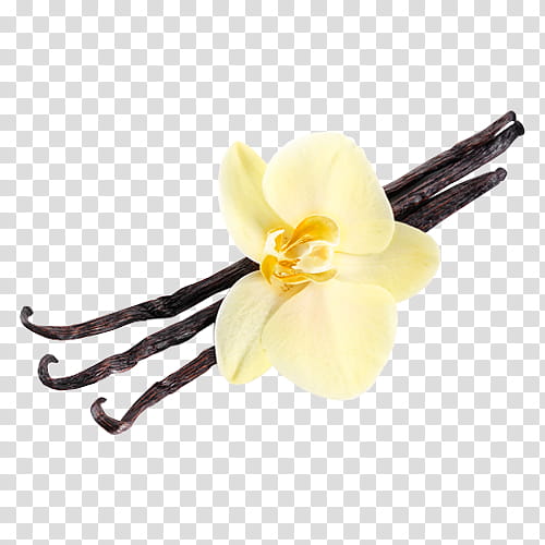 vanilla extract clip art