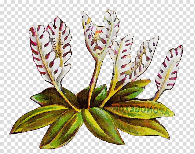 Flower Leaf Plants, Watercolor, Paint, Wet Ink, Terrestrial Plant, Arrowroot Family, Jewel Orchid, Crinum transparent background PNG clipart