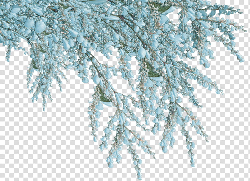 New Year Tree Branch, Holiday, 2018, Winter
, Greeting Note Cards, Author, 2019, Wish transparent background PNG clipart