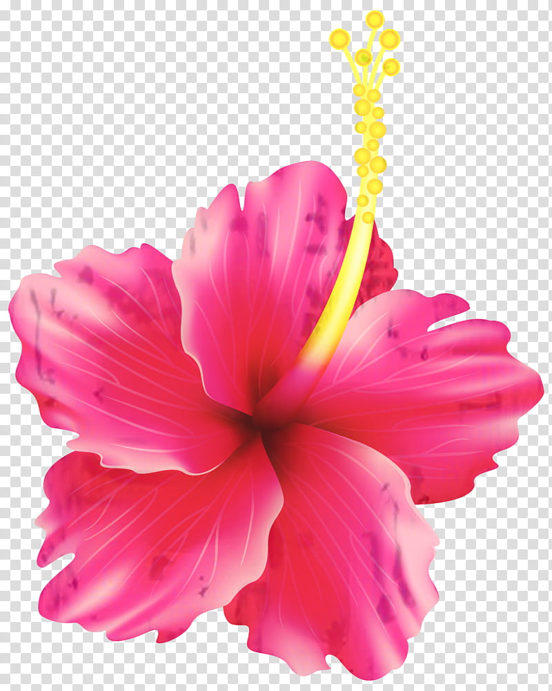 Pink Flower, Shoeblackplant, Mallows, Web Design, Rosemallows, Petal, Hawaiian Hibiscus, Mallow Family transparent background PNG clipart