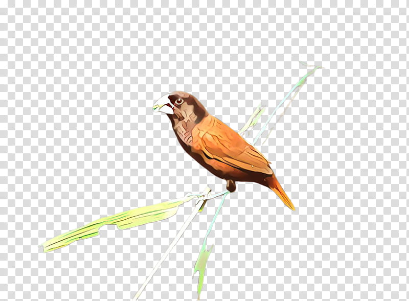 bird beak finch songbird perching bird, Emberizidae, Plant, Wildlife transparent background PNG clipart
