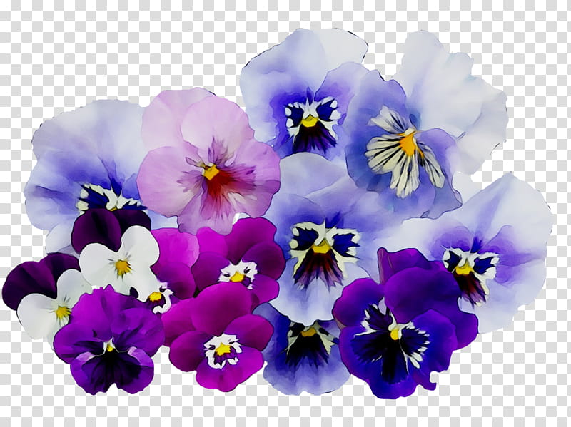 Violet Flower, Pansy, Purple, Plant, Petal, VIOLA, Violet Family, Cattleya transparent background PNG clipart