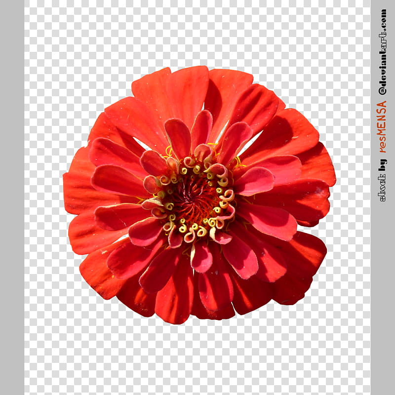 Zinnia mix , red petaled flower in bloom transparent background PNG clipart
