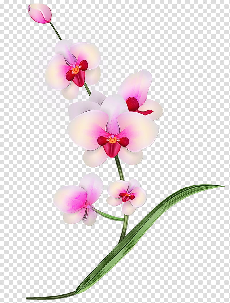 flower flowering plant moth orchid plant petal, Watercolor, Paint, Wet Ink, Pink, Pedicel transparent background PNG clipart