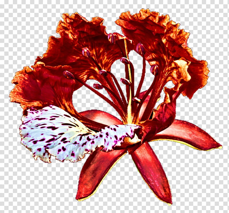 Astro Lily transparent background PNG clipart