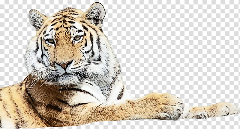 tiger bengal tiger wildlife siberian tiger terrestrial animal, Watercolor, Paint, Wet Ink, Whiskers, Big Cats transparent background PNG clipart