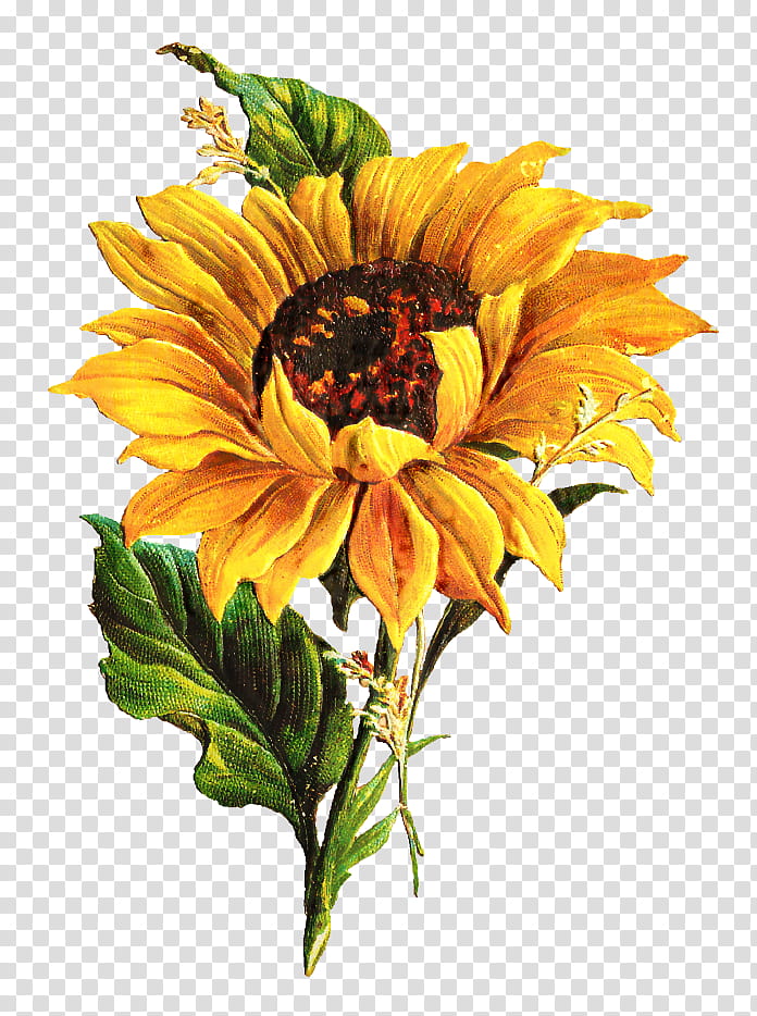 Bouquet Of Flowers Drawing, Common Sunflower, Plant, Cut Flowers, Yellow, Gazania, Petal, Artificial Flower transparent background PNG clipart