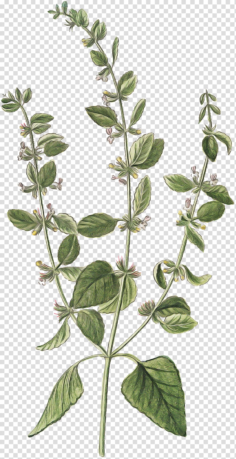 flower plant leaf tree herb, Plant Stem, Subshrub, Marjoram, Basil transparent background PNG clipart