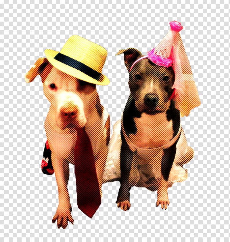 Party hat, Dog, American Pit Bull Terrier, American Staffordshire Terrier, Nonsporting Group, Staffordshire Bull Terrier, Rare Breed Dog, Puppy transparent background PNG clipart