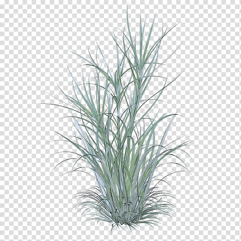 grass plant flower grass family yucca, Tree, Herb, Shrub, Perennial Plant transparent background PNG clipart
