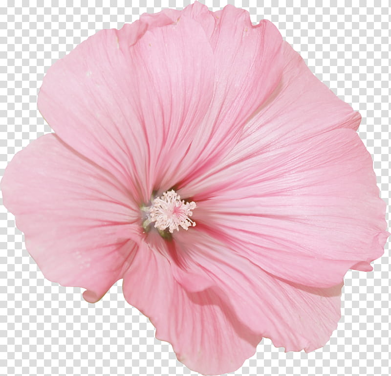 Pink Flower, Mallow, Rosemallows, Cut Flowers, Petal, Magenta, Malva, Peach, Mallow Family transparent background PNG clipart