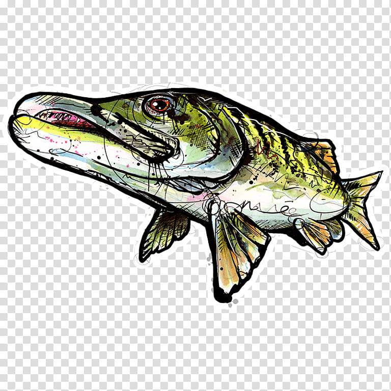 Fishing, Sticker, Decal, Pittsburgh, Muskellunge, Printing, Fly Fishing, Artist transparent background PNG clipart