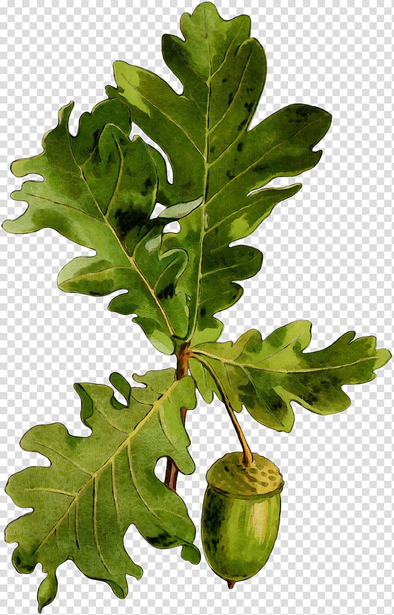 Oak Tree Leaf, Spring Greens, Plant Stem, Branching, Plants, Spring
, Flower, Plane transparent background PNG clipart