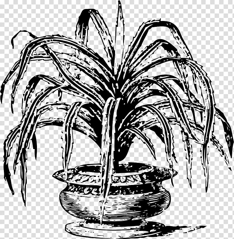 Palm Tree Drawing, Pandanus Tectorius, Pandanus Utilis, Screwpine, Plant, Houseplant, Flowerpot, Arecales transparent background PNG clipart