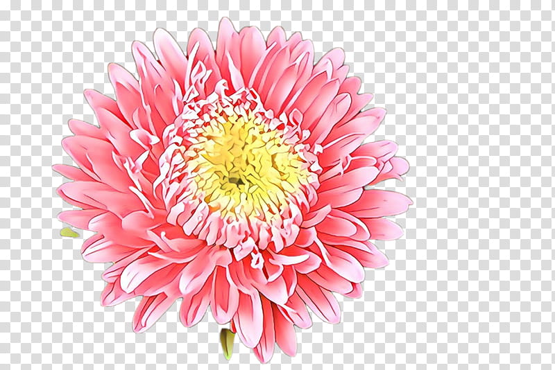 flower petal gerbera pink plant, China Aster, Cut Flowers, Barberton Daisy transparent background PNG clipart