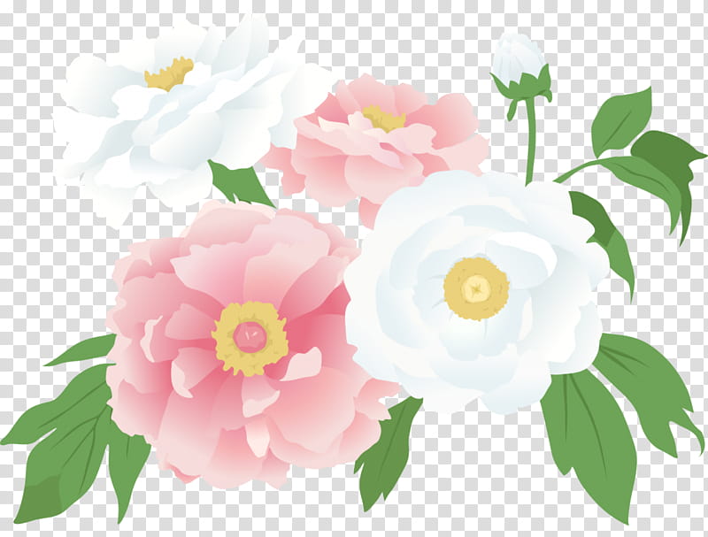 Pink Flower, Garden Roses, Tax, Inheritance, Peony, Inheritance Tax, Petal, Cabbage Rose transparent background PNG clipart