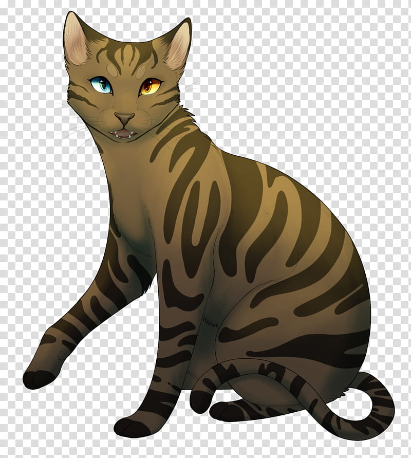 Cat, Bengal Cat, Toyger, California Spangled, Ocicat, Sokoke, Wildcat, Whiskers transparent background PNG clipart