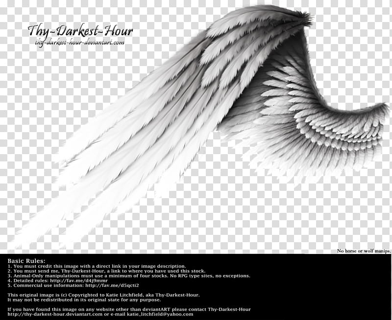 Contrast Wing Silver, white bird wings illustration transparent background PNG clipart