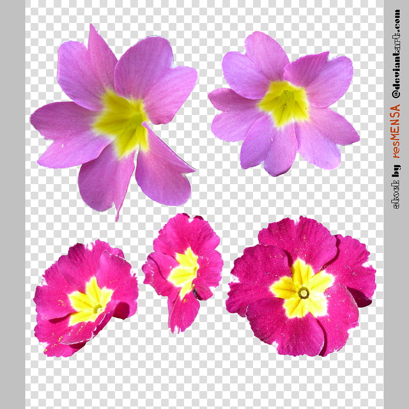 Primula mix , pink and purple petaled flower transparent background PNG clipart