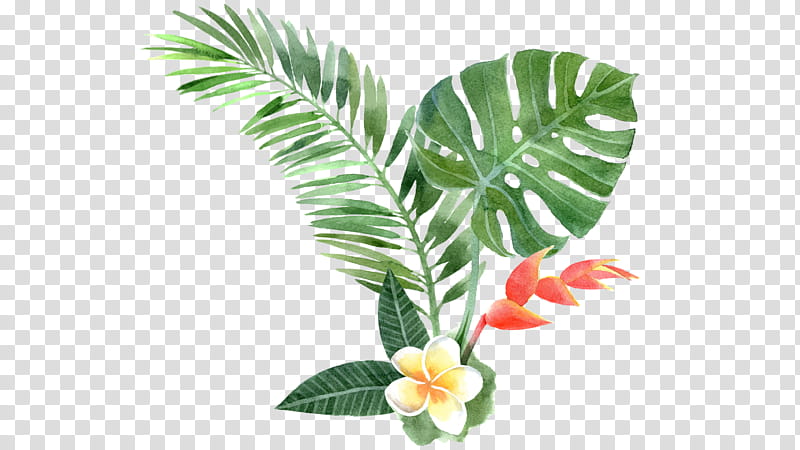 Palm Tree Drawing, Tropics, Plants, Tropical Climate, Watercolor Painting, Swiss Cheese Plant, Leaf, Flower transparent background PNG clipart