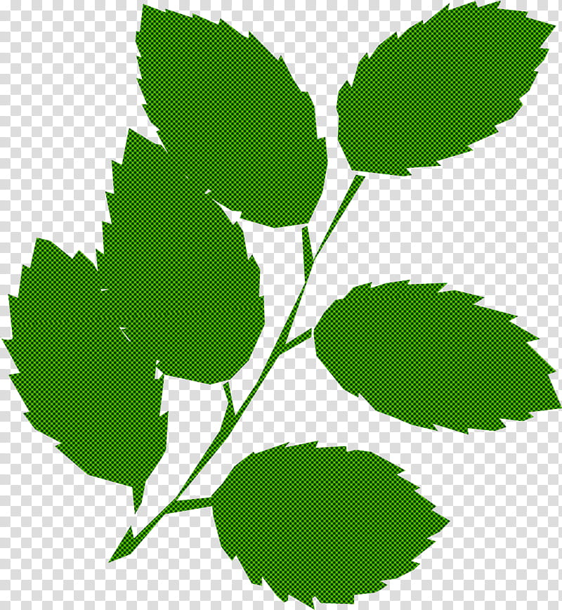 leaf plant flower swamp birch elm transparent background PNG clipart