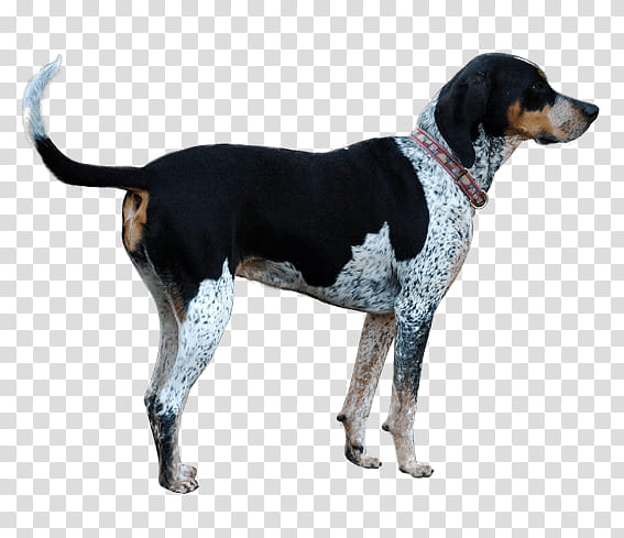 Cartoon Dog, Treeing Walker Coonhound, English Foxhound, American Foxhound, Black And Tan Coonhound, Harrier, American English Coonhound, Finnish Hound transparent background PNG clipart