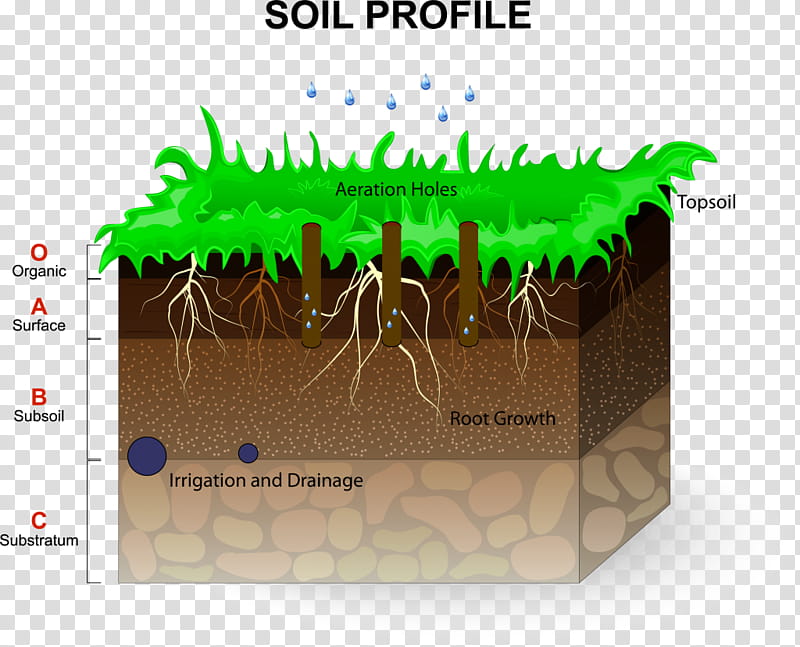 Grass Texture, Soil Horizon, Grasses, Lawn, Soil Texture, Root, Plants, Tall Fescue transparent background PNG clipart
