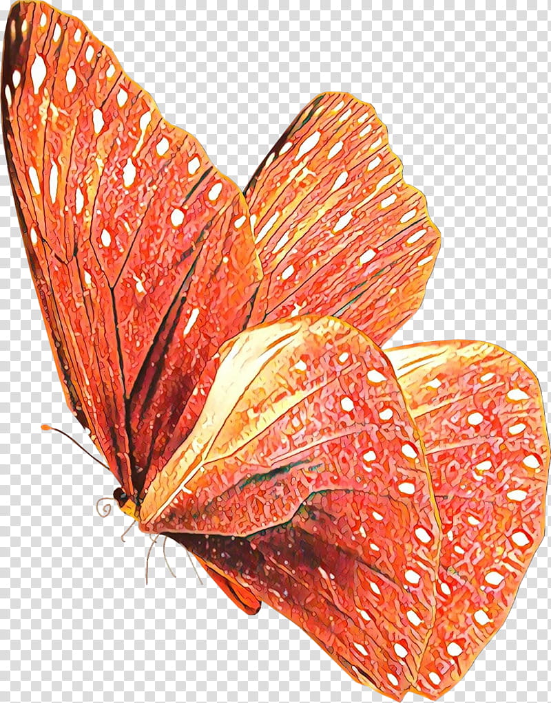 Orange, Cartoon, Butterfly, Moths And Butterflies, Leaf, Insect, Plant, Anthurium transparent background PNG clipart