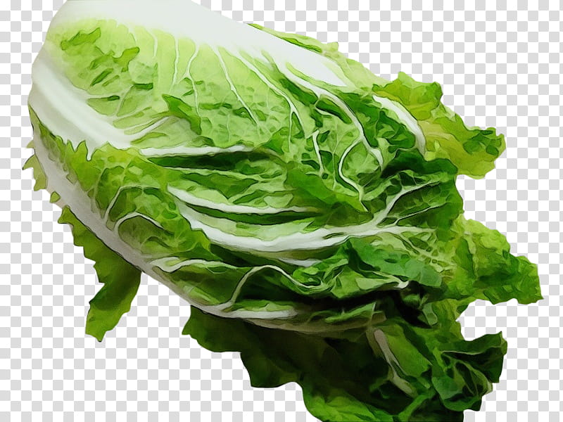 leaf vegetable vegetable food lettuce romaine lettuce, Watercolor, Paint, Wet Ink, Collard Greens, Iceburg Lettuce, Sorrel, Chard transparent background PNG clipart