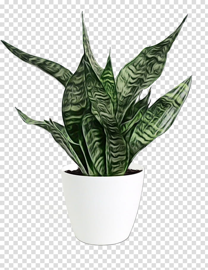 houseplant flowerpot leaf plant flower, Watercolor, Paint, Wet Ink, Terrestrial Plant, Aloe, Anthurium, Arrowroot Family transparent background PNG clipart