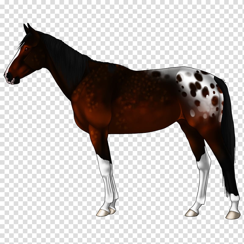 Horse, Mule, Akhalteke, Appaloosa, Stallion, Black, Domestic Animal, Bay transparent background PNG clipart