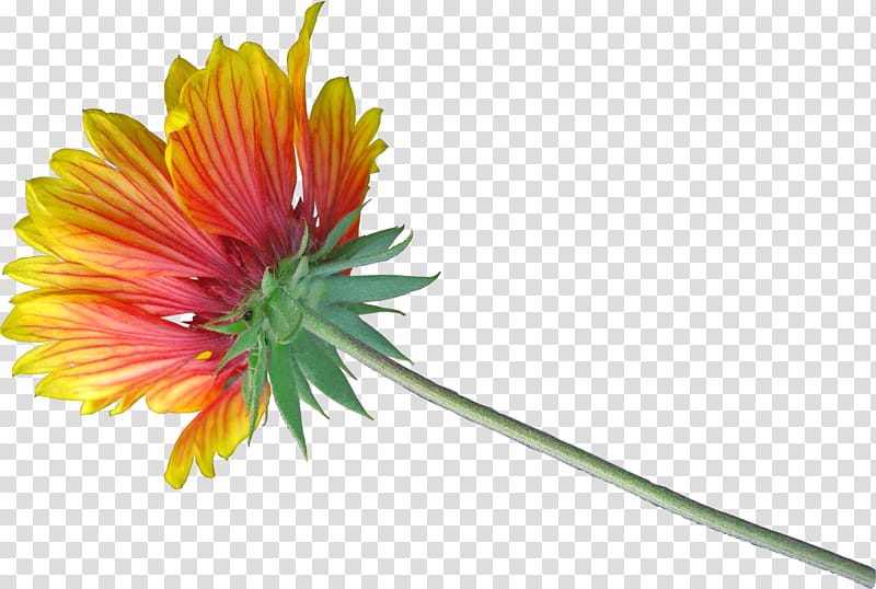Flowers, Blanket Flowers, Cut Flowers, Petal, Chrysanthemum, Annual Plant, Daisy Family, Gerbera transparent background PNG clipart