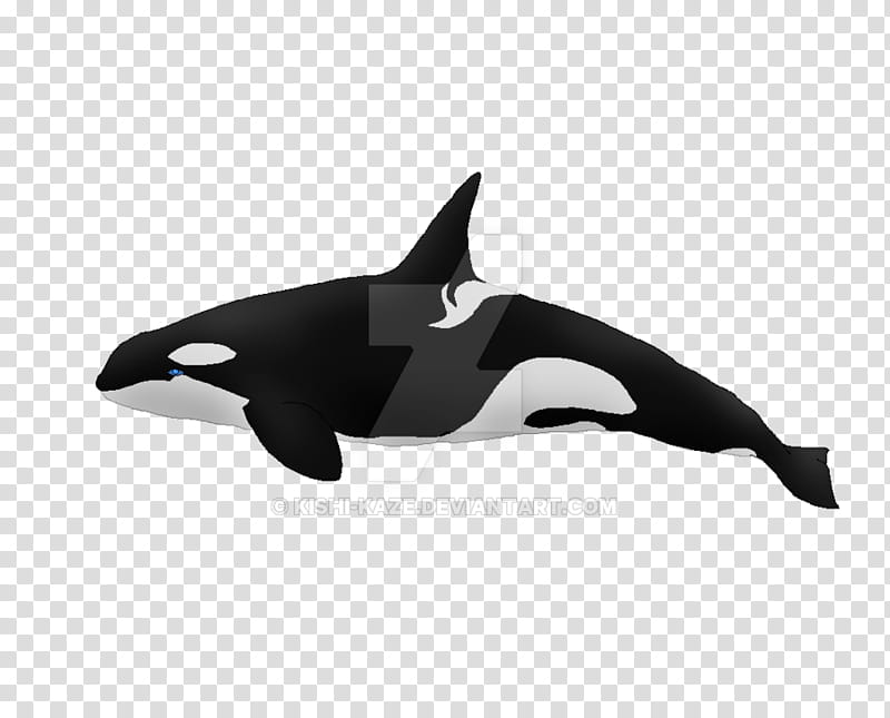Whale, Killer Whale, Whales, Orca, Schleich, Animal, Toy, Dolphin transparent background PNG clipart